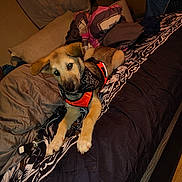 Jax is registered to the contest to win money with this photo: puppy, dog, bed, blanket, pillow, orange_harness, bandana, keys, indoor, pet, fur, cute, young_dog, resting, canine, domestic_animal, sleepy, cozy, black_and_white_bedding, home