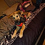 puppy, dog, bed, blanket, pillow, orange_harness, bandana, keys, indoor, pet, fur, cute, young_dog, resting, canine, domestic_animal, sleepy, cozy, black_and_white_bedding, home