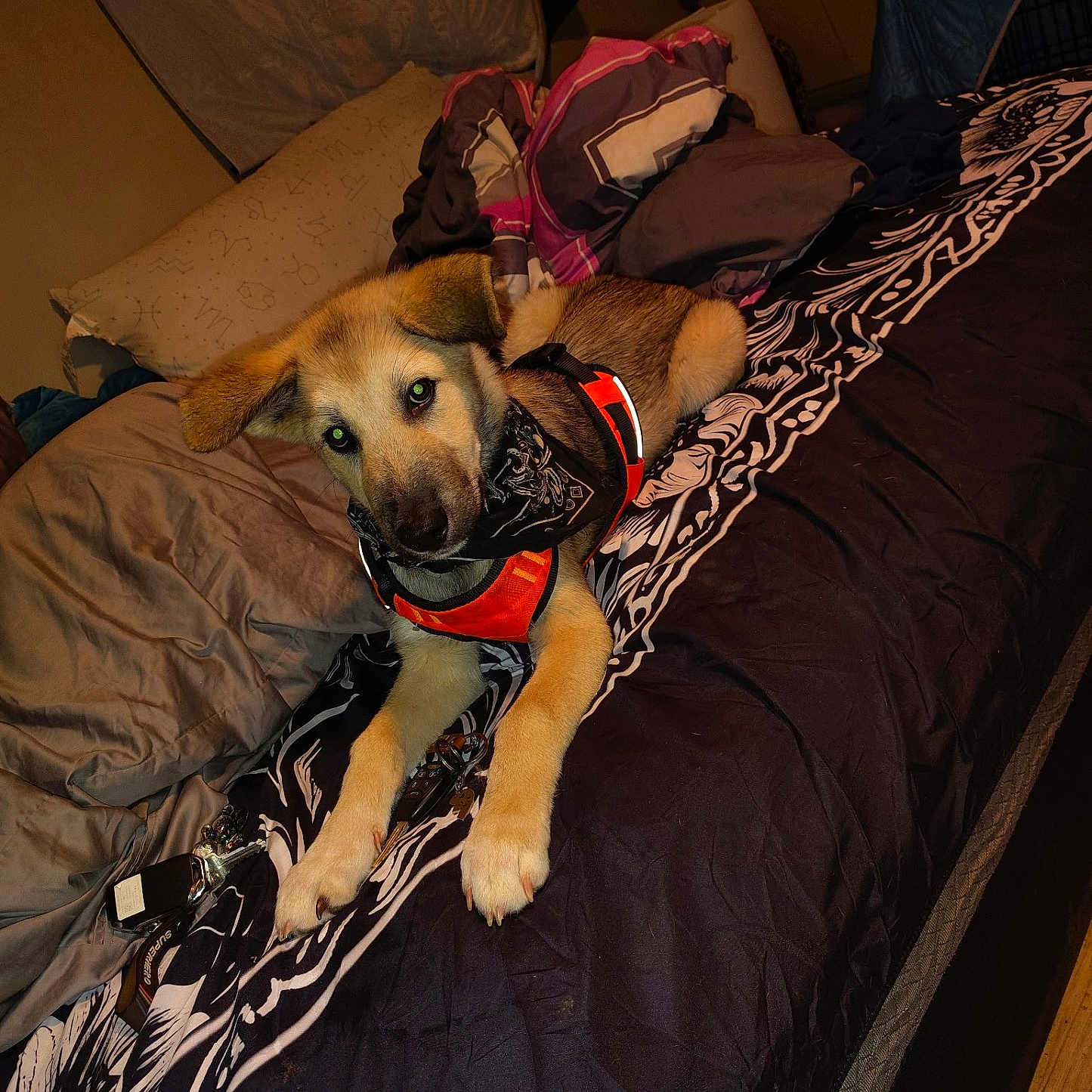 Jax is registered to the contest to win money with this photo: bandana, bed, black_and_white_bedding, blanket, canine, cozy, cute, dog, domestic_animal, fur, home, indoor, keys, orange_harness, pet, pillow, puppy, resting, sleepy, young_dog
