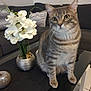 cat, tabby_cat, flower, orchid, vase, table, couch, cushion, indoor, pet, domestic_animal, feline, plant, home_decor, living_room, striped, curious, sitting, gray, white