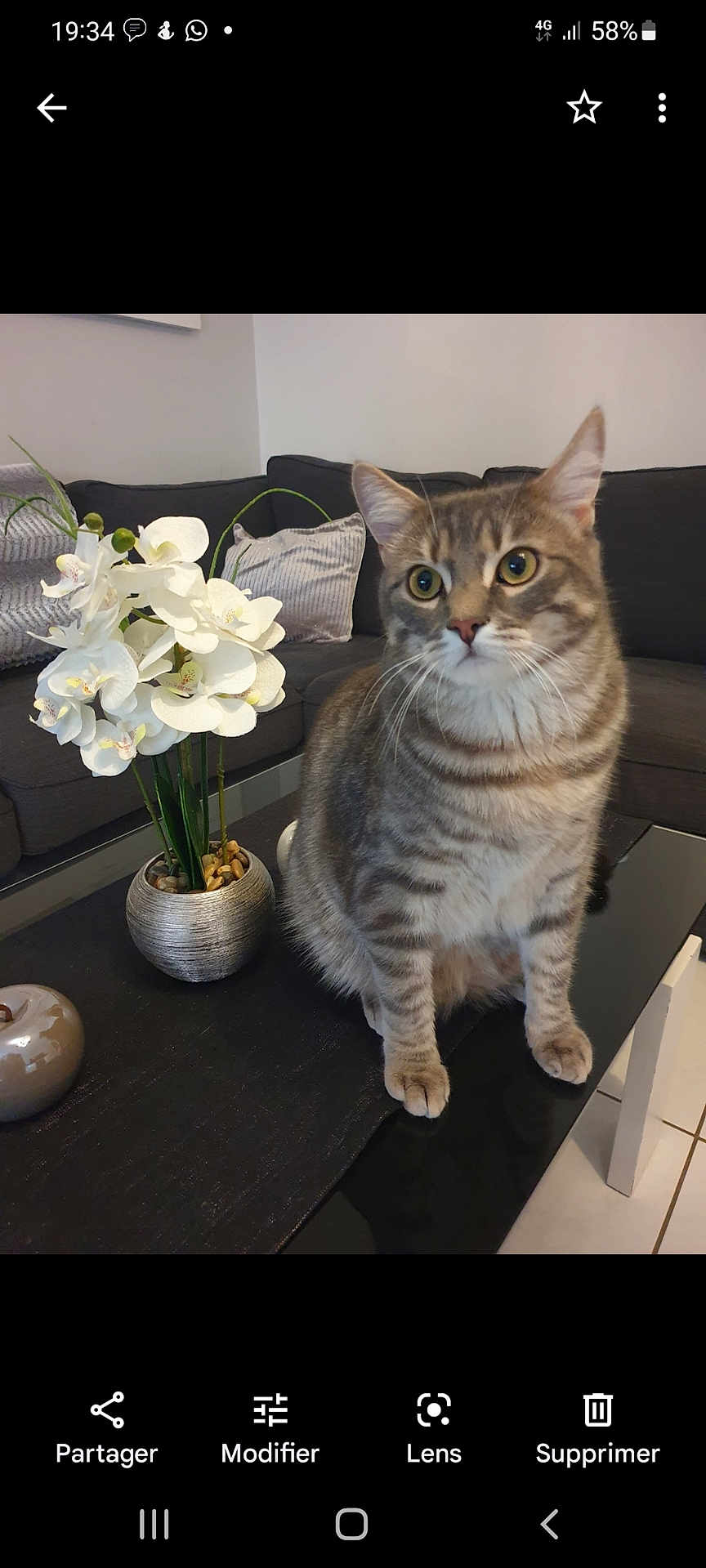 Cesar a rejoint le concours — aidez-le/la à gagner de superbes lots ! cat, tabby_cat, flower, orchid, vase, table, couch, cushion, indoor, pet, domestic_animal, feline, plant, home_decor, living_room, striped, curious, sitting, gray, white