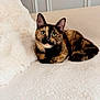 cat, tortoiseshell_cat, animal, pet, indoor, couch, blanket, fur, whiskers, ears, eyes, relaxing, cozy, soft, feline, cute, domestic_animal, resting, comfort, home