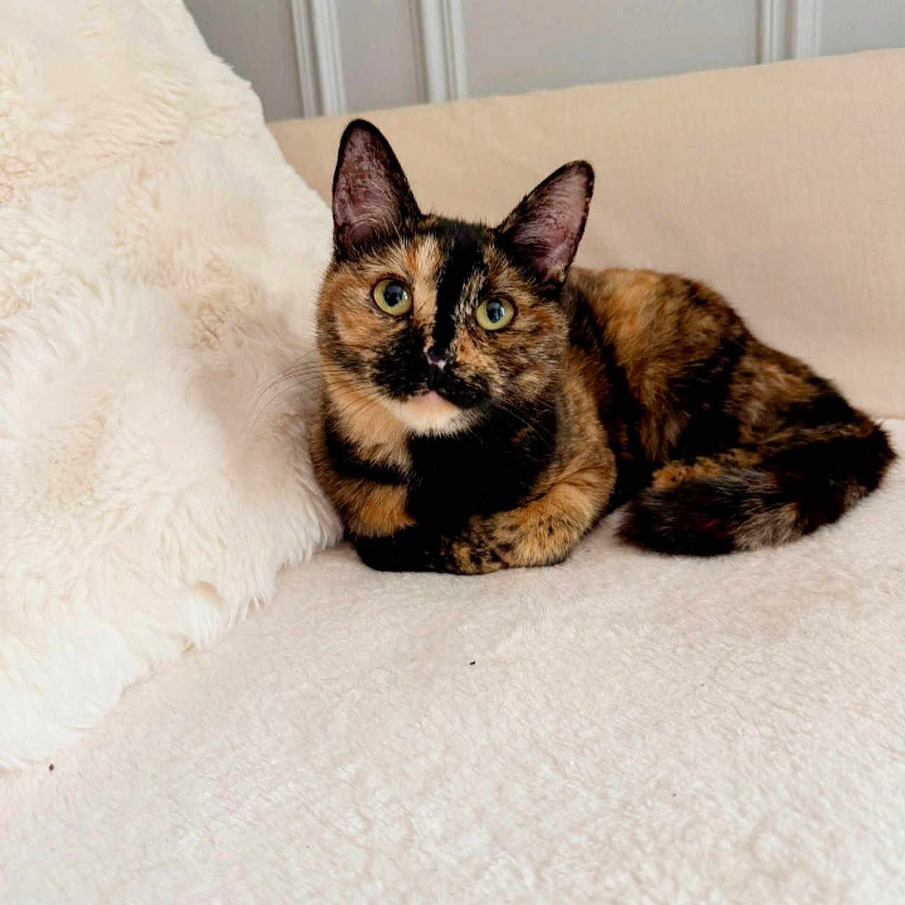 Yoshi a rejoint le concours — aidez-le/la à gagner de superbes lots ! animal, blanket, cat, comfort, couch, cozy, cute, domestic_animal, ears, eyes, feline, fur, home, indoor, pet, relaxing, resting, soft, tortoiseshell_cat, whiskers