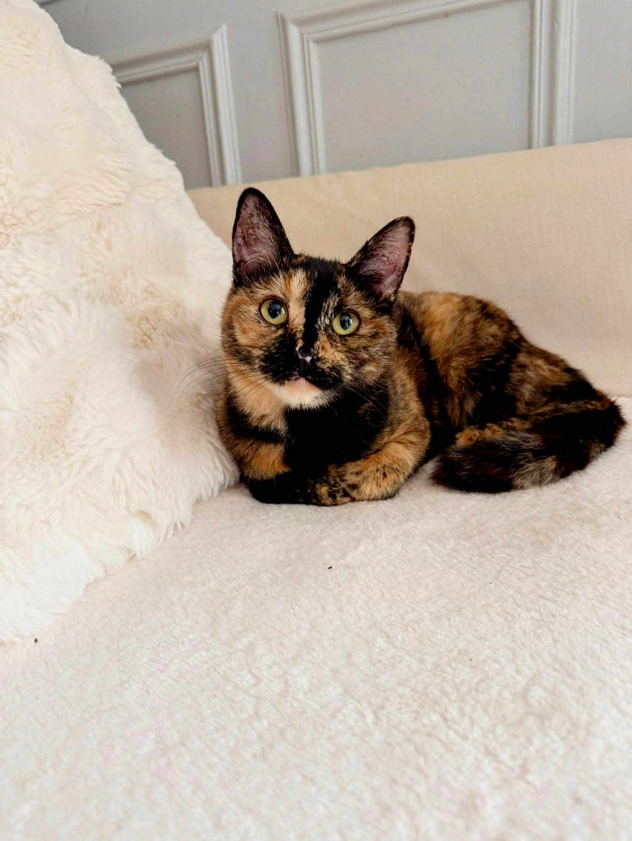 Yoshi a rejoint le concours — aidez-le/la à gagner de superbes lots ! cat, tortoiseshell_cat, animal, pet, indoor, couch, blanket, fur, whiskers, ears, eyes, relaxing, cozy, soft, feline, cute, domestic_animal, resting, comfort, home
