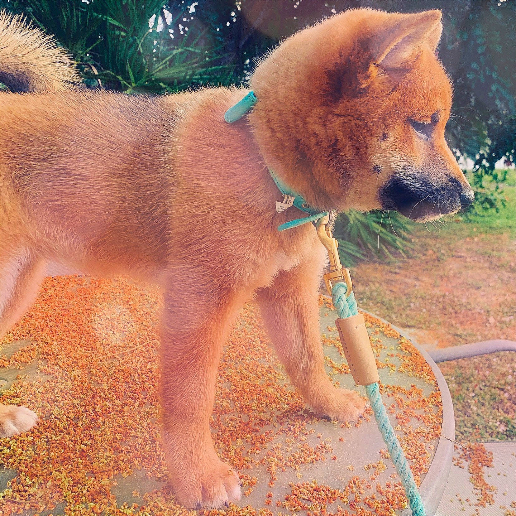 Yuki Yukata is registered to the contest to win money with this photo: ancient_dog_breeds, canidae, carnivore, companion_dog, dog, dog_breed, fawn, fur, liver, non_sporting_group, plant, snout, spitz, sporting_group, tail, terrestrial_animal, water, wildlife, working_animal, working_dog