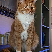 Tails is registered to the contest to win money with this photo: animal, books, bookshelf, cat, cozy, domestic, ears, face, fur, furniture, indoor, orange_cat, painting, pet, portrait, sitting, table, tail, whiskers, white_fur