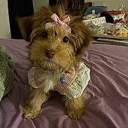 Nala Balboa joined the competition — help win amazing prizes! dog, puppy, bow, pink_bow, pet_clothing, bed, purple_bedspread, fur, cute, small_dog, indoor, pet, animal, adorable, looking_at_camera, fluffy, collar, home, decor, soft_lighting