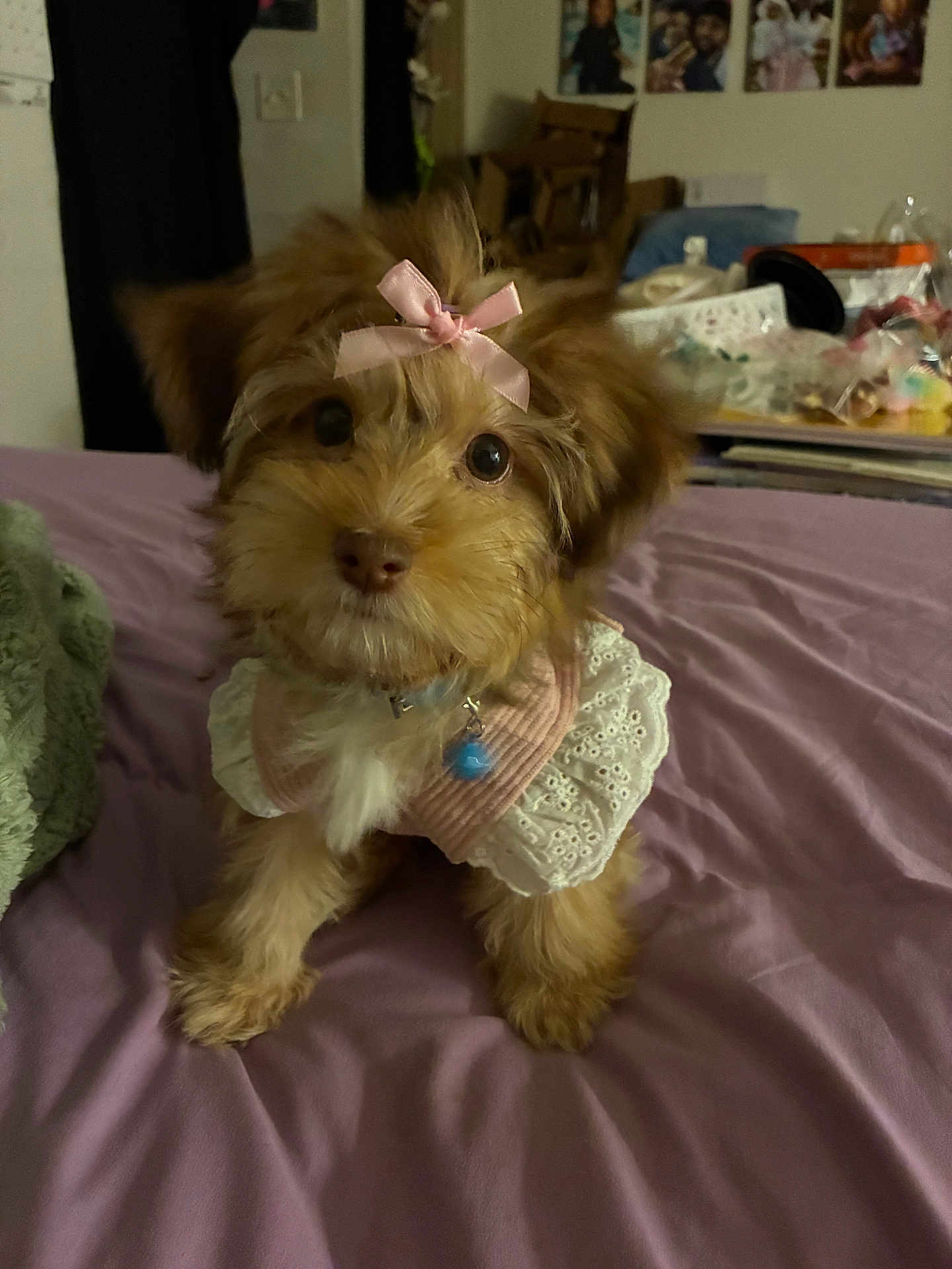 Nala Balboa