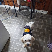 Lucky joined the competition — help win amazing prizes! dog, small_dog, pet, indoor, floor, tile_floor, sweater, clothing, halloween, pumpkin, white_dog, curious, looking_up, kitchen, wooden_wall, mop, container, food_jars, metal_shelf, home