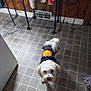 dog, small_dog, pet, indoor, floor, tile_floor, sweater, clothing, halloween, pumpkin, white_dog, curious, looking_up, kitchen, wooden_wall, mop, container, food_jars, metal_shelf, home