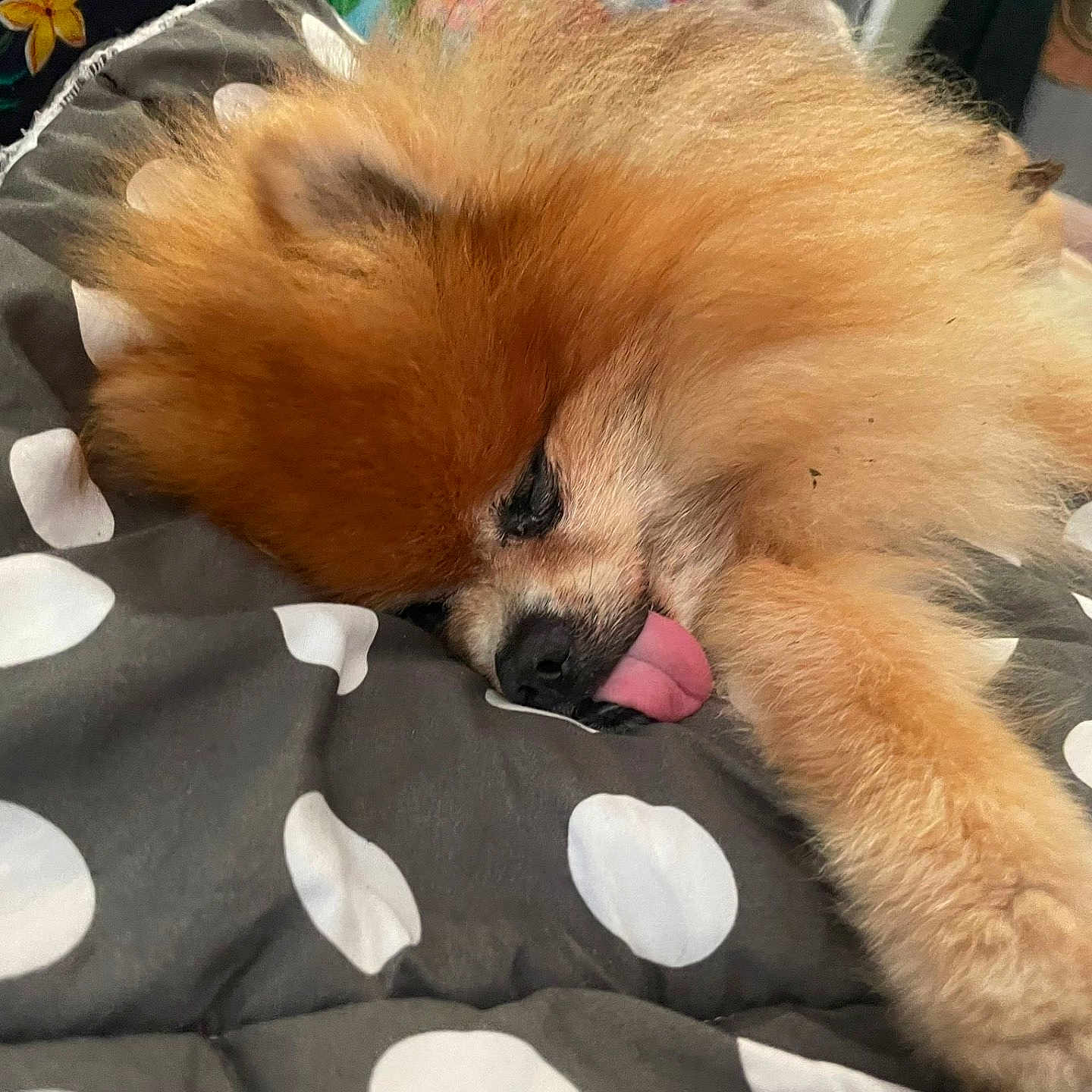 Polochon participe au concours pour gagner de l'argent avec cette photo : animal, bed, blanket, companion, cozy, cute, dog, domestic_animal, fluffy, fur, furry, indoor, pet, polka_dot, pomeranian, relaxed, resting, sleeping, small_dog, tongue_out