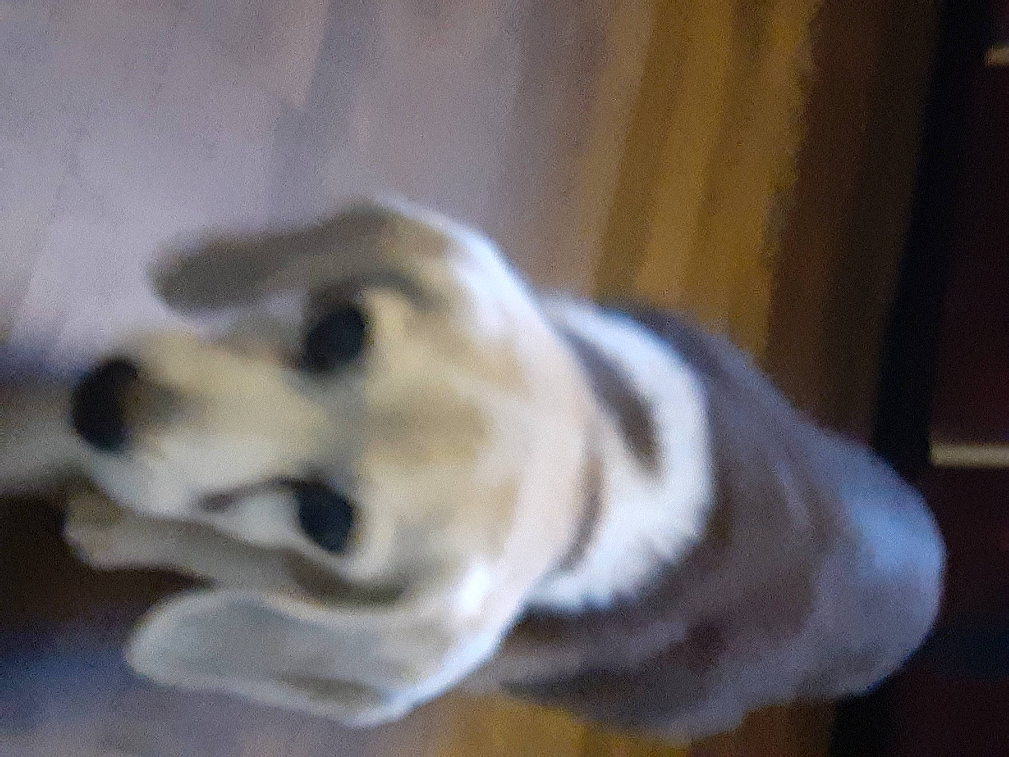 Darla is registered to the contest to win money with this photo: canidae, carnivore, companion_dog, dog, dog_breed, dog_supply, ear, flooring, fur, hardwood, non_sporting_group, paw, pet_supply, sporting_group, tail, terrestrial_animal, whiskers, wood, working_dog