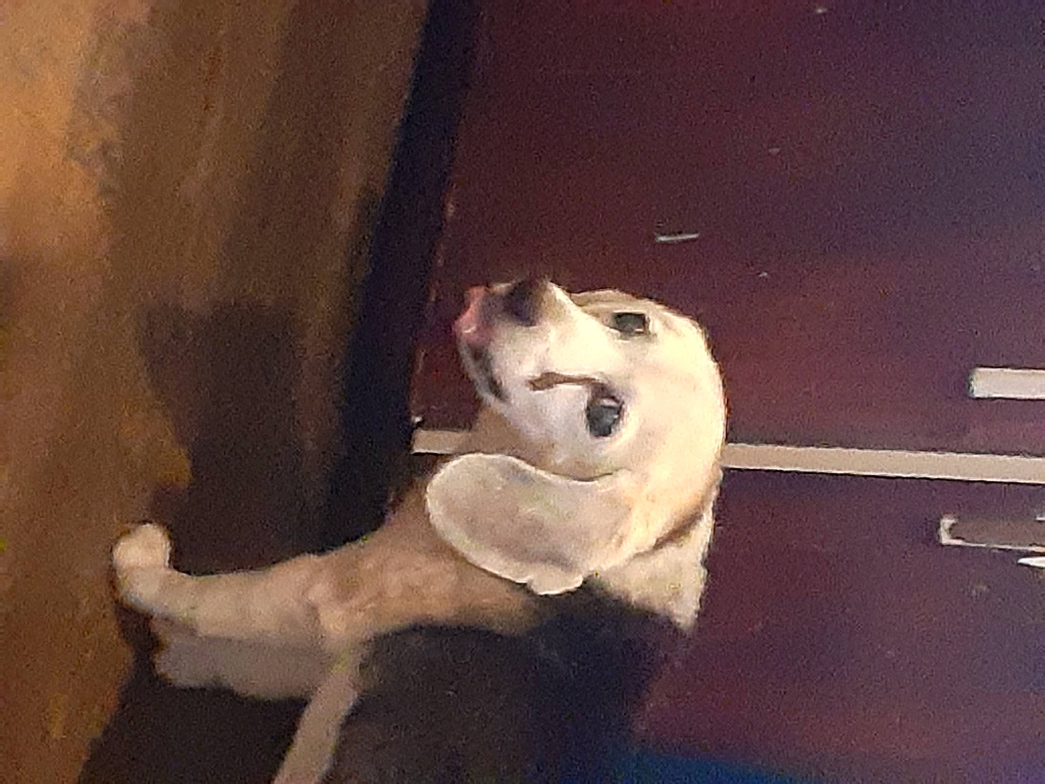 Darla is registered to the contest to win money with this photo: canidae, carnivore, cloud, companion_dog, dog, dog_breed, fawn, felidae, metal, paw, sky, snout, sporting_group, square, tail, tints_and_shades, visual_arts, whiskers, wood, working_animal