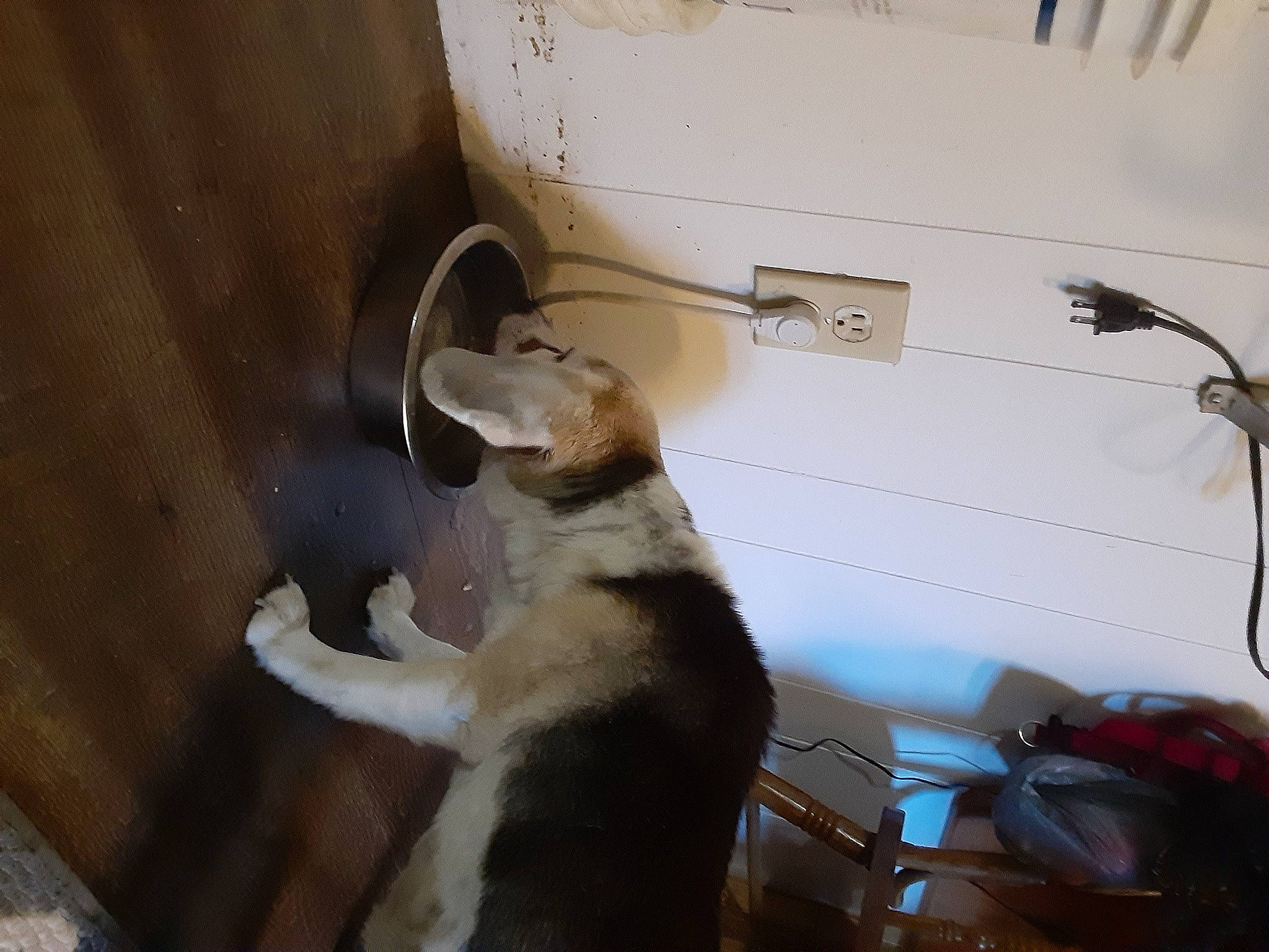 Darla is registered to the contest to win money with this photo: auto_part, automotive_exterior, canidae, carnivore, cat, companion_dog, dog_breed, domestic_short_haired_cat, fawn, felidae, fender, motor_vehicle, small_to_medium_sized_cats, snout, sporting_group, tail, vehicle_door, whiskers, windshield, wood