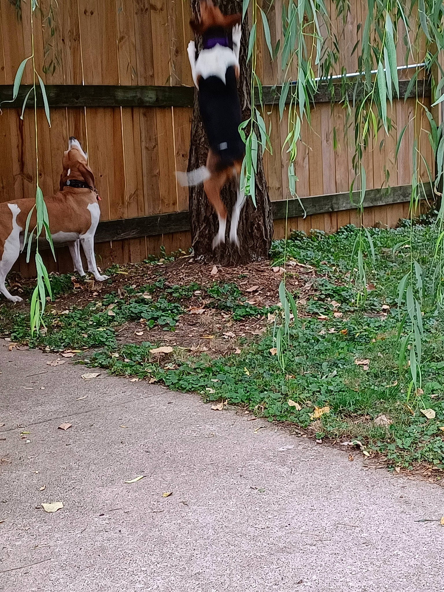 Gracie is registered to the contest to win money with this photo: canidae, carnivore, companion_dog, dog_breed, fawn, fence, goat, goats, grass, human_leg, landscape, livestock, mammal, pasture, plant, recreation, road_surface, sporting_group, tail, terrestrial_animal