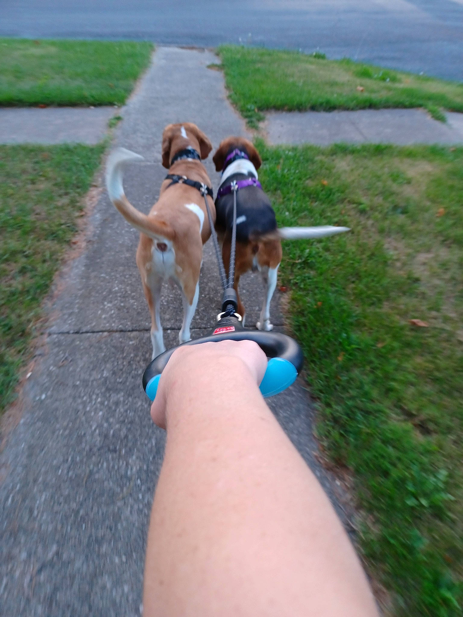 Gracie joined the competition — help win amazing prizes! asphalt, carnivore, collar, companion_dog, dog, dog_breed, electric_blue, fashion_accessory, fawn, foot, grass, human_leg, leash, sidewalk, sporting_group, tail, thigh, toy, vertebrate, wrist