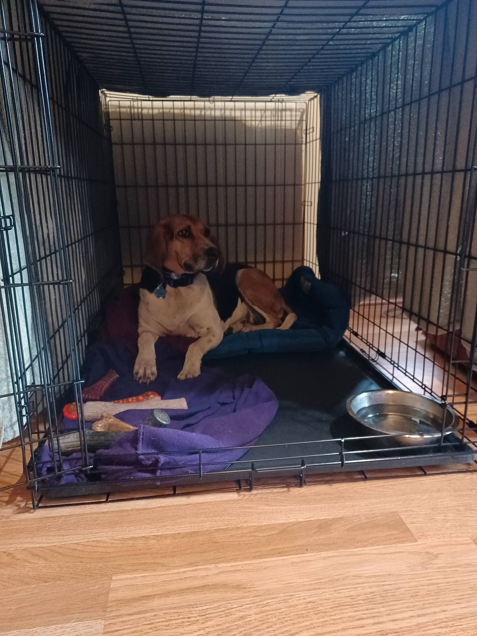 Gracie joined the competition — help win amazing prizes! animal_shelter, cage, canidae, carnivore, comfort, companion_dog, dog, dog_breed, dog_crate, dog_supply, fawn, floor, flooring, hardwood, pet_supply, sitting, sporting_group, toy, vertebrate, wood