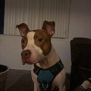 Draco is registered to the contest to win money with this photo: animal, blinds, brown_and_white, canine, carpet, companion, cozy, dog, domestic_animal, ears_up, evening, floor, furniture, harness, house, indoor, looking_away, pet, side_view, window