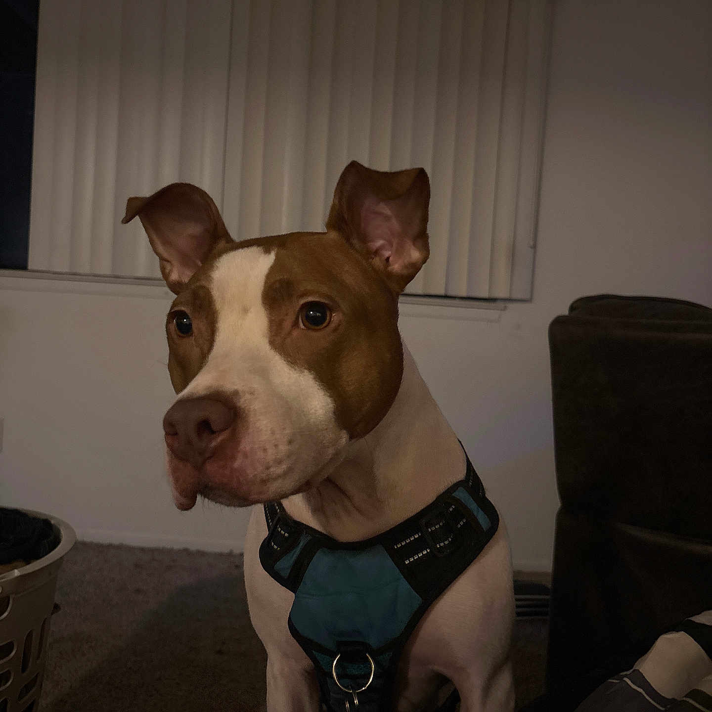 Draco
