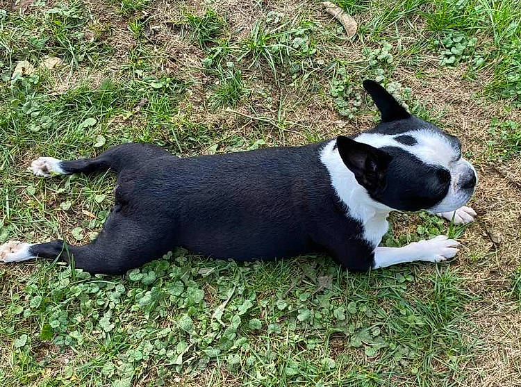 Molly joined the competition — help win amazing prizes! canidae, carnivore, collar, companion_dog, dog, dog_breed, dog_collar, dog_supply, grass, hunting_dog, non_sporting_group, plant, snout, sporting_group, tail, terrestrial_animal, terrier, working_dog