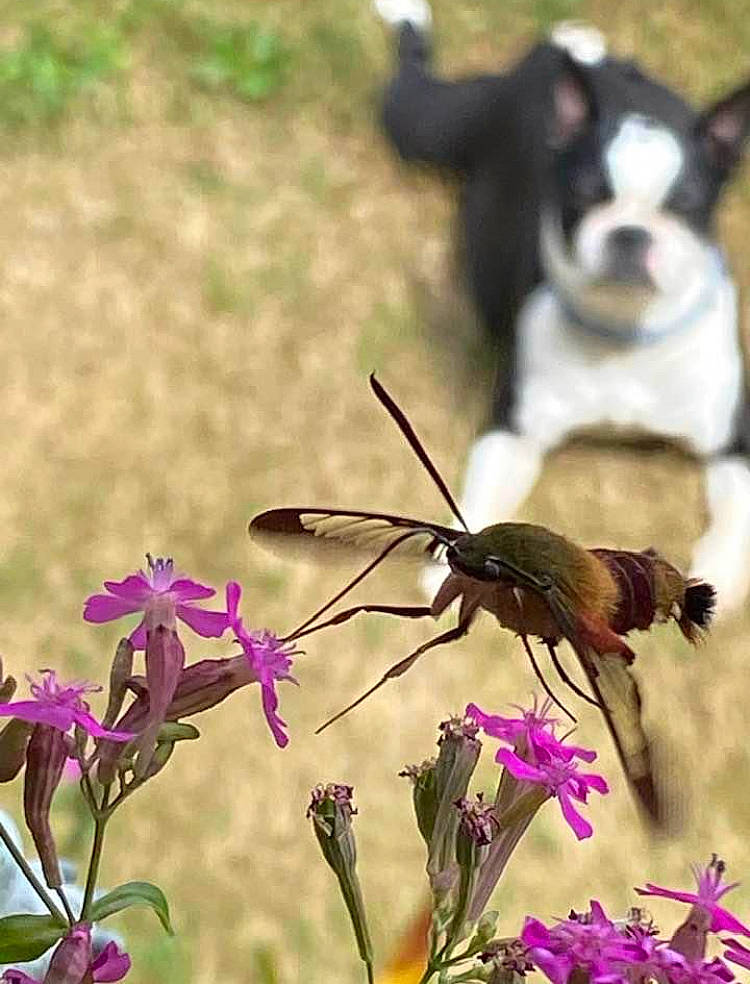 Molly is registered to the contest to win money with this photo: arthropod, butterfly, carnivore, companion_dog, dog, dog_breed, flower, flowering_plant, grass, herbaceous_plant, insect, moths_and_butterflies, petal, plant, pollinator, spring, tail, toy_dog, wildlife, working_animal