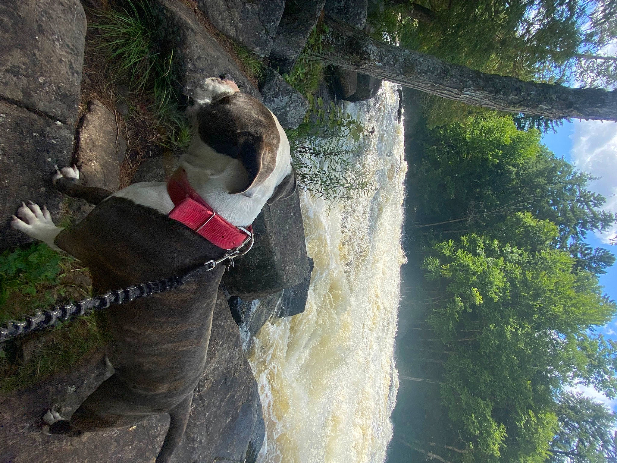 Kane is registered to the contest to win money with this photo: adventure, bedrock, cloud, dog, extreme_sport, forest, fun, jungle, leisure, pack_animal, plant, recreation, sky, sport_climbing, tree, trunk, water, watercourse, wilderness, working_animal