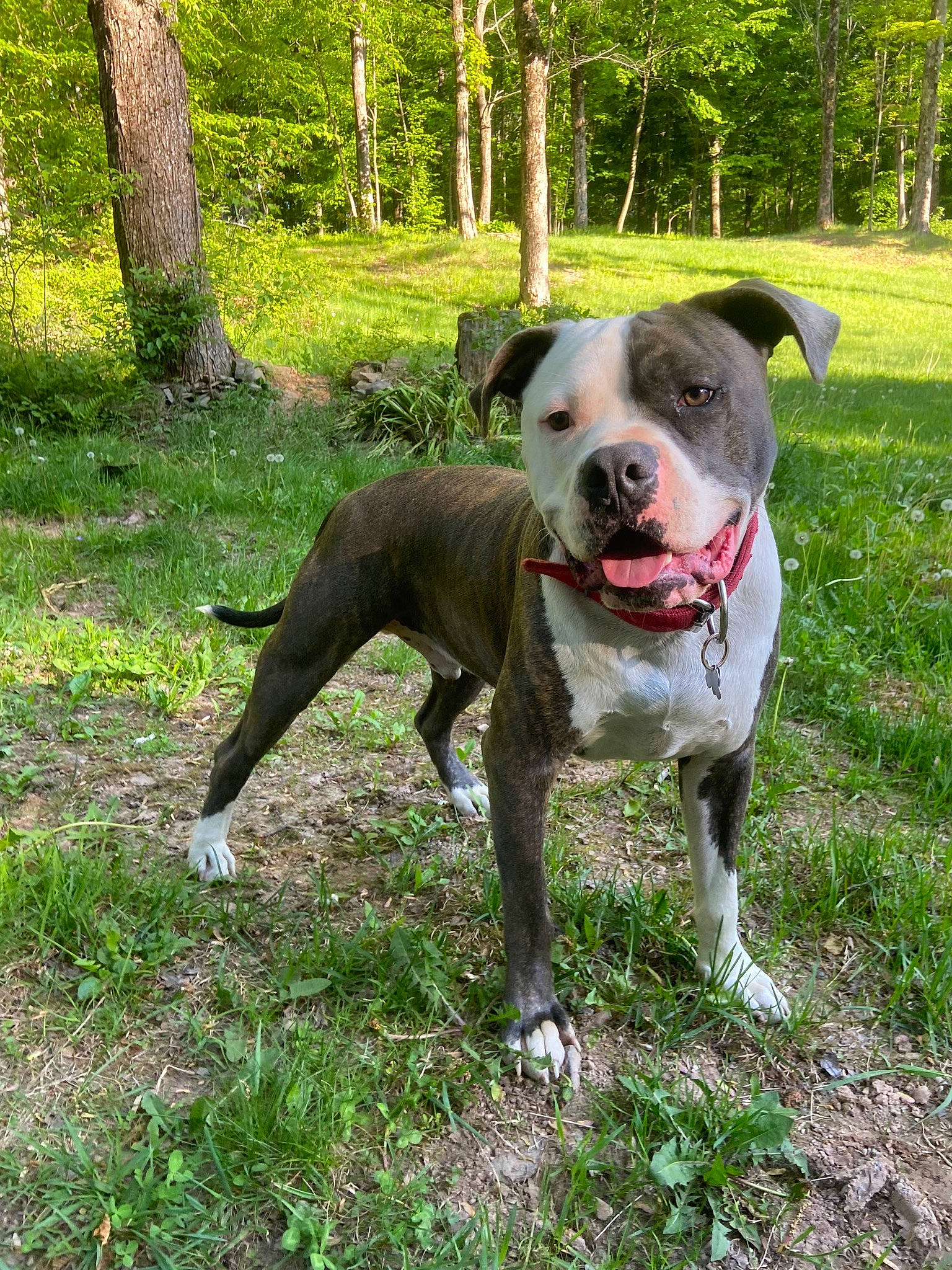 Kane joined the competition — help win amazing prizes! adventure, canidae, carnivore, collar, companion_dog, dog, dog_breed, dog_collar, dog_supply, fawn, grass, non_sporting_group, plant, snout, sporting_group, tail, tree, whiskers, working_animal, working_dog