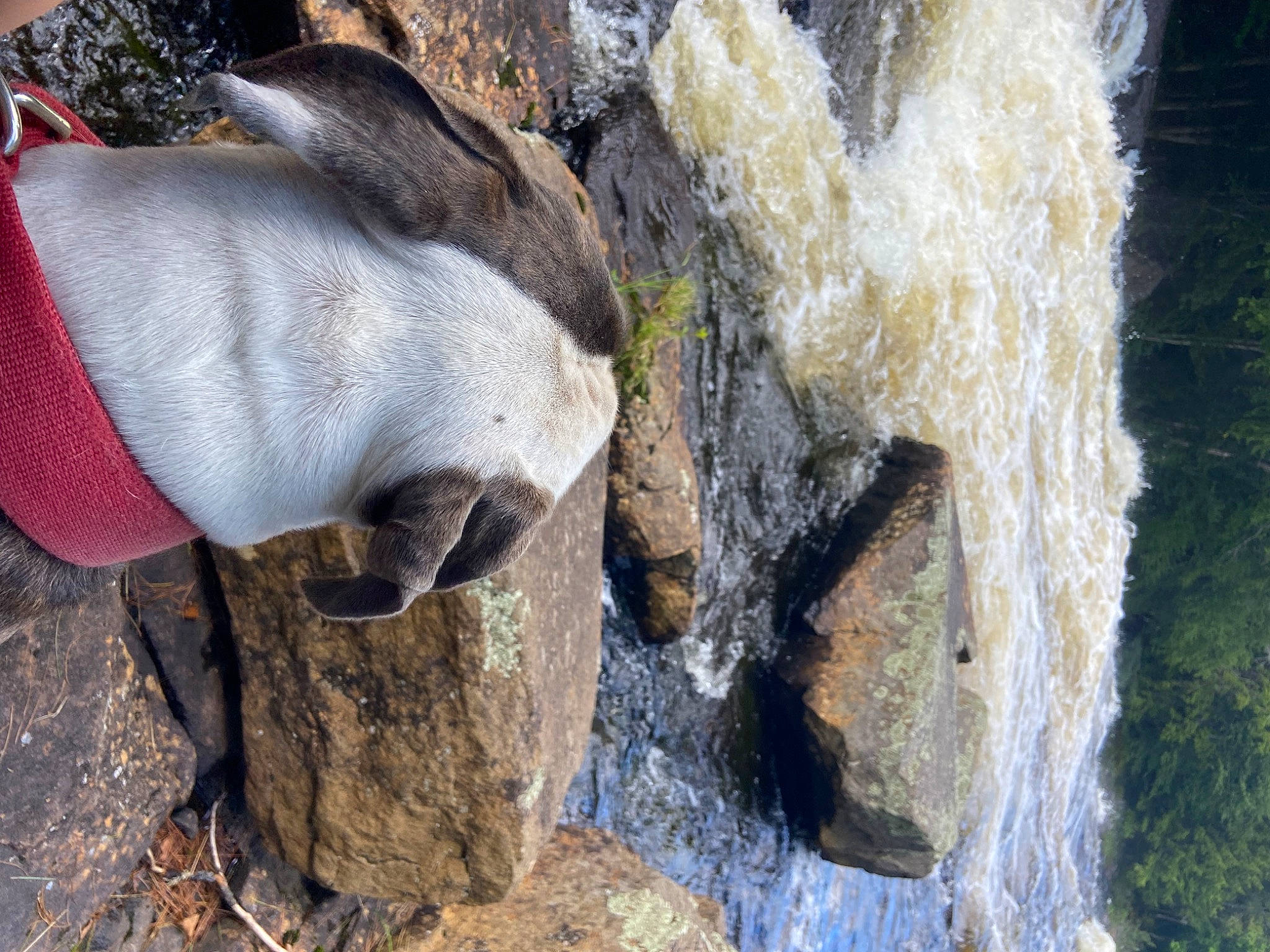 Kane is registered to the contest to win money with this photo: adventure, bedrock, erosion, freezing, fur, outcrop, plant, recreation, rock, soil, tree, water, water_feature, working_animal