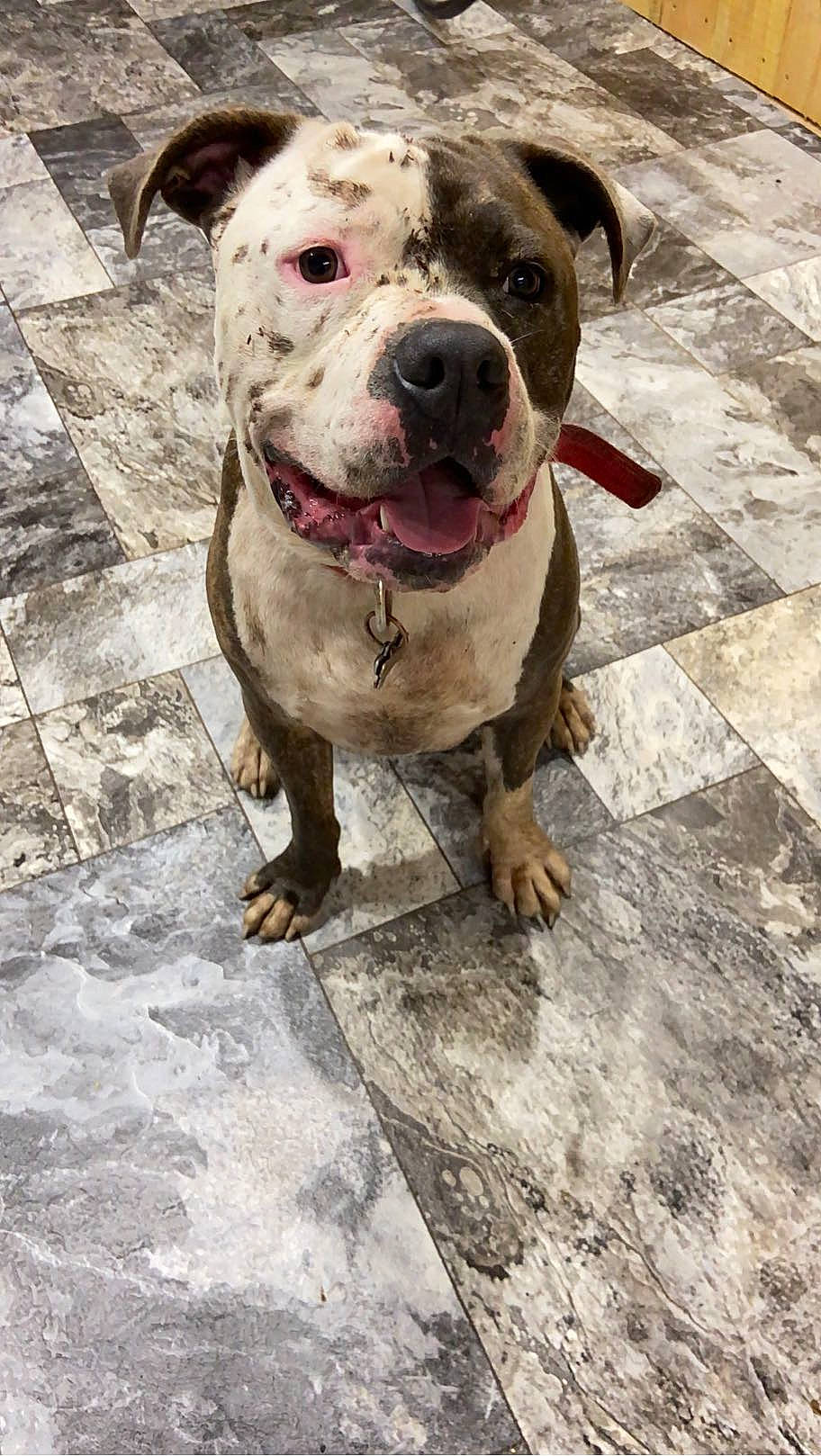 Kane joined the competition — help win amazing prizes! ancient_dog_breeds, canidae, carnivore, collar, companion_dog, dog, dog_breed, dog_collar, dog_supply, fawn, hunting_dog, leash, non_sporting_group, pet_supply, road_surface, snout, sporting_group, whiskers, working_animal, working_dog