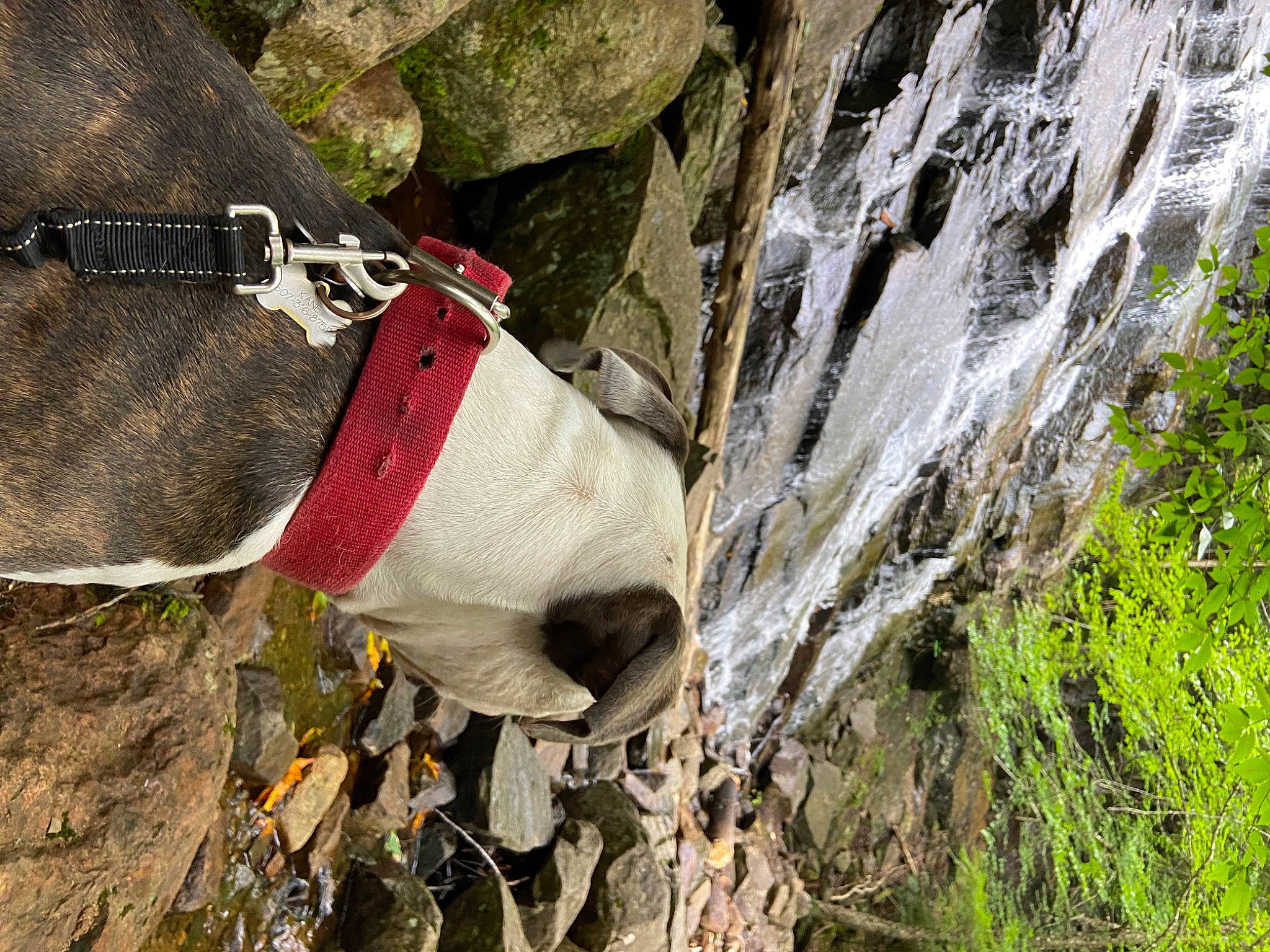 Kane joined the competition — help win amazing prizes! adventure, bedrock, carmine, fault, glove, grass, litter, outcrop, pattern, plant, rock, slope, soil, tree, trunk, waste, wood