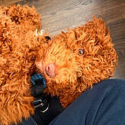 Nacho joined the competition — help win amazing prizes! dog, curly_fur, reddish_brown, pet, canine, floor, wooden_floor, close_up, fur, collar, leash, domestic_animal, companion, looking_up, curious, indoor, texture, animal, mammal, snout