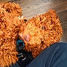 dog, curly_fur, reddish_brown, pet, canine, floor, wooden_floor, close_up, fur, collar, leash, domestic_animal, companion, looking_up, curious, indoor, texture, animal, mammal, snout