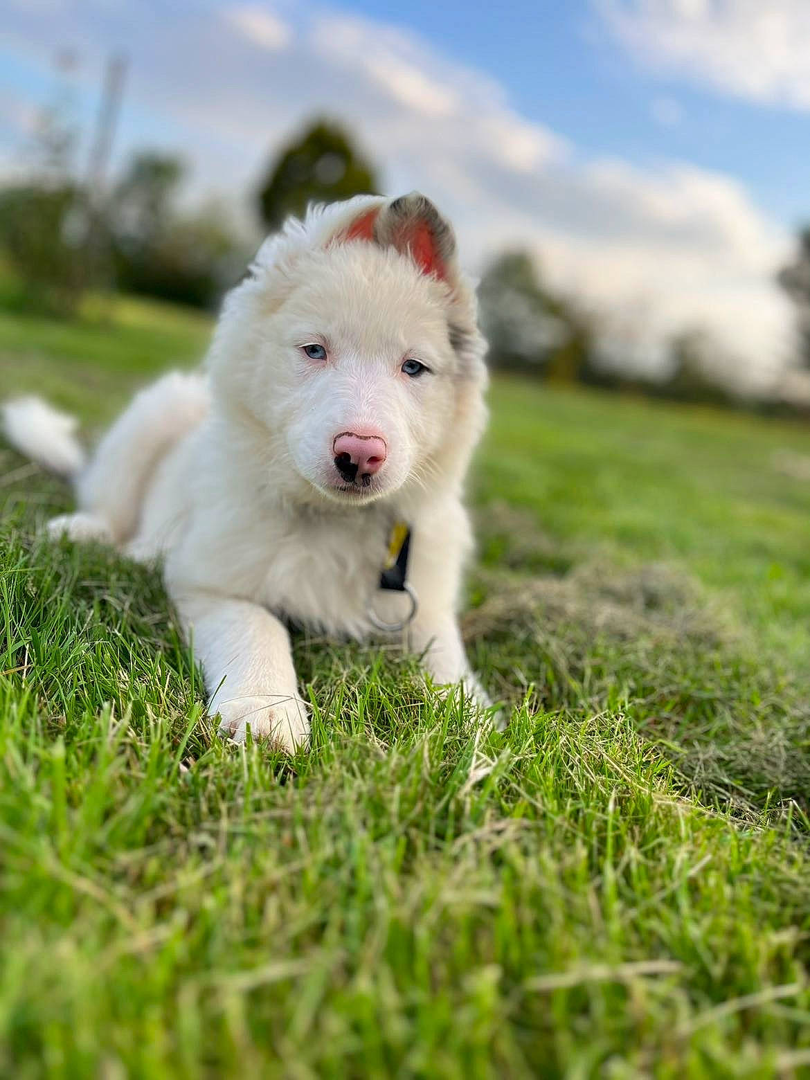 Twixy participe au concours pour gagner de l'argent avec cette photo : canidae, carnivore, cloud, companion_dog, cumulus, dog, dog_breed, field, fur, grass, grassland, happy, non_sporting_group, pasture, plant, puppy, sky, tail, terrestrial_animal, working_dog