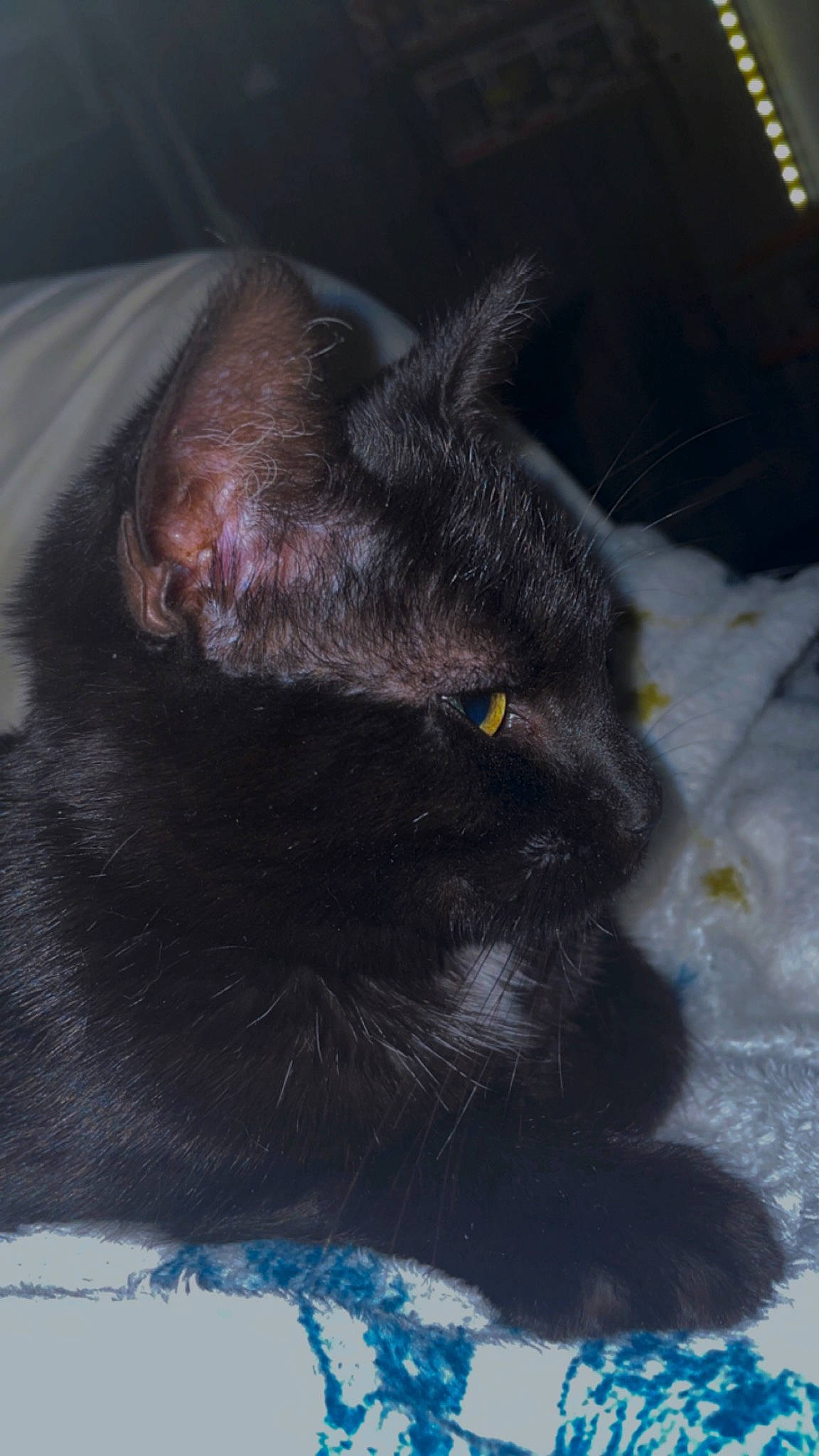 Dacre participe au concours pour gagner de l'argent avec cette photo : black_cat, bombay, carnivore, cat, claw, comfort, dog_breed, domestic_short_haired_cat, ear, electric_blue, felidae, fur, gesture, grey, paw, small_to_medium_sized_cats, snout, tail, terrestrial_animal, whiskers