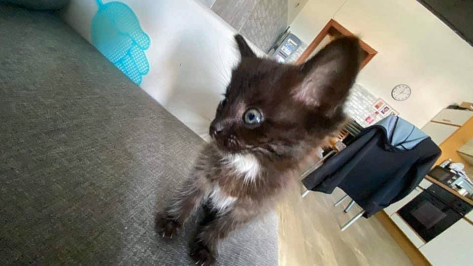 Darcy participe au concours pour gagner de l'argent avec cette photo : black_cat, canidae, carnivore, cat, chair, claw, comfort, dog_breed, domestic_short_haired_cat, ear, fawn, felidae, floor, flooring, fur, hardwood, small_to_medium_sized_cats, snout, tail, whiskers