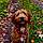 Winnie