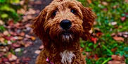 Winnie joined the competition — help win amazing prizes! dog, brown_dog, puppy, forest_path, autumn_leaves, outdoor, nature, pet, cute, fluffy, animal, fall, greenery, white_patch, leaves, walking_path, canine, furry, sitting, closeup