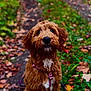 dog, brown_dog, puppy, forest_path, autumn_leaves, outdoor, nature, pet, cute, fluffy, animal, fall, greenery, white_patch, leaves, walking_path, canine, furry, sitting, closeup