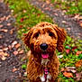 Winnie joined the competition — help win amazing prizes! dog, brown_dog, puppy, pet, outdoor, nature, autumn, leaves, greenery, moss, happy, tongue_out, fur, cute, animal, canine, collar, harness, portrait, closeup