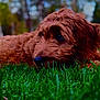 Winnie joined the competition — help win amazing prizes! dog, brown_dog, grass, outdoor, nature, canine, pet, fur, close_up, animal, laying_down, green_grass, portrait, mammal, field, relaxed, daytime, forest_background, cute, fluffy