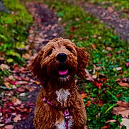 Winnie joined the competition — help win amazing prizes! dog, canine, pet, brown_fur, white_chest, harness, autumn, leaves, forest, path, outdoor, nature, happy, tongue_out, fluffy, sitting, animal, cute, portrait, fall