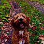 dog, canine, pet, brown_fur, white_chest, harness, autumn, leaves, forest, path, outdoor, nature, happy, tongue_out, fluffy, sitting, animal, cute, portrait, fall