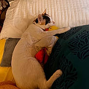 Billu is registered to the contest to win money with this photo: cat, bed, pillow, blanket, plush_toy, yellow, white_cat, calico, sleepy, cute, indoor, cozy, resting, animal, pet, feline, soft, comfort, snuggle, toy