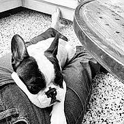 Smoothie a rejoint le concours — aidez-le/la à gagner de superbes lots ! dog, french_bulldog, pet, lap, person, jeans, living_room, couch, carpet, wooden_table, black_and_white, relaxing, indoor, paw, ear, nose, cute, companion, resting, cozy