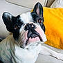dog, french_bulldog, pet, canine, black_and_white, couch, indoor, brown_eyes, close_up, lying_down, nose, ears, fur, animal, companion, cute, domestic_animal, resting, yellow_pillow, home_interior