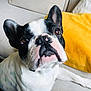 Smoothie participe au concours pour gagner de l'argent avec cette photo : dog, french_bulldog, pet, canine, black_and_white, close_up, indoor, couch, pillow, yellow, fur, ears, face, animal, looking_up, domestic_animal, mammal, companion, resting, cute