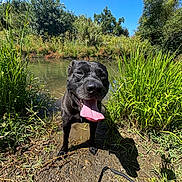 Bear joined the competition — help win amazing prizes! dog, black_dog, tongue_out, wet_dog, pond, water, grass, greenery, nature, outdoor, sunny_day, blue_sky, happy_dog, canine, leash, smiling, animal, summer, playful, park