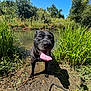 dog, black_dog, tongue_out, wet_dog, pond, water, grass, greenery, nature, outdoor, sunny_day, blue_sky, happy_dog, canine, leash, smiling, animal, summer, playful, park