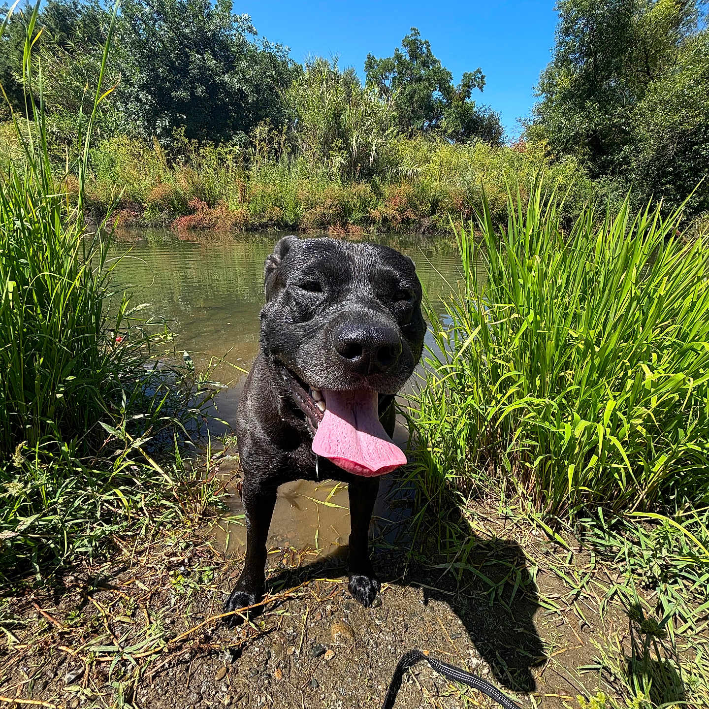 Bear joined the competition — help win amazing prizes! animal, black_dog, blue_sky, canine, dog, grass, greenery, happy_dog, leash, nature, outdoor, park, playful, pond, smiling, summer, sunny_day, tongue_out, water, wet_dog