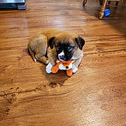 Remy joined the competition — help win amazing prizes! canidae, carnivore, companion_dog, dog, dog_breed, fawn, floor, flooring, hardwood, laminate_flooring, mammal, pembroke_welsh_corgi, puppy, shih_tzu, toy_dog, wood, wood_flooring